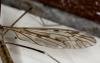 Tipula sp.